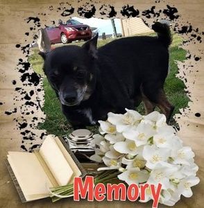 Meet your Posher, Dianna